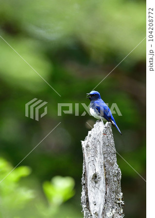初夏の高原の森で見られる美しい青い羽を持った夏鳥のオオルリ 104208772