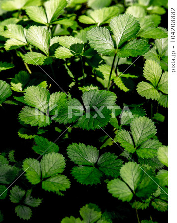 The Mock Strawberry plant for ground cover in the garden The Mock Strawberry plant for ground cover in the garden 104208882