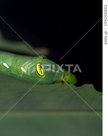 Caterpillar Oleander Hawk Moth eating the leaf Caterpillar Oleander Hawk Moth eating the leaf 104208883