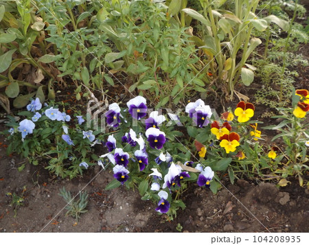 空色青白咲き分け黄色のビオラの花 空色青白咲き分け黄色のビオラの花 104208935