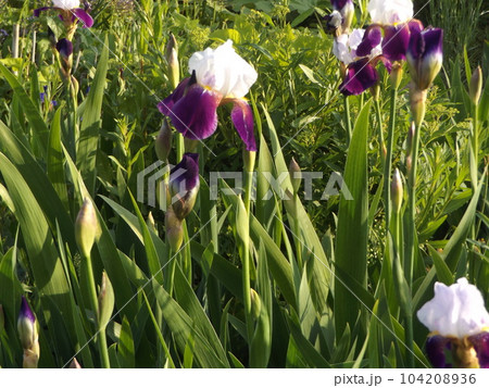 ジャーマンアイリスの大きい白と紫色の花 ジャーマンアイリスの大きい白と紫色の花 104208936
