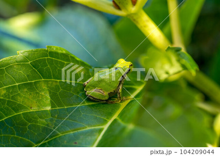 カモフラージュ～紫陽花と雨蛙～ 104209044