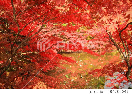紅葉 紅葉 104209047