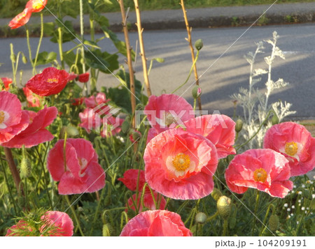 こじま花の会花畑の雛罌粟のピンク色の花 104209191