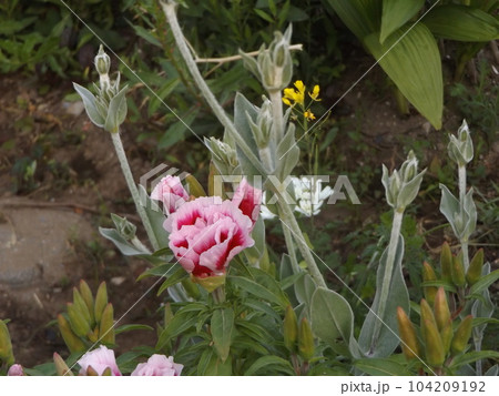 色待宵草とも言うゴテチャの白い縁取りの赤色の花 104209192