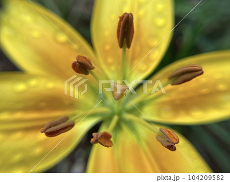 雨露黄色いユリ雄蕊雌蕊クローズアップ 104209582