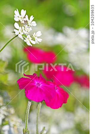 赤いスイセンノウと白いオルレア ホワイトレース 104209635