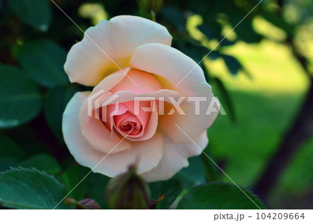 キラキラと輝く薔薇 104209664