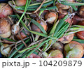 収穫したての新鮮な玉ねぎ 104209879