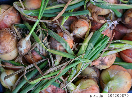 収穫したての新鮮な玉ねぎ 104209879