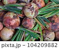 収穫したての新鮮な玉ねぎ 104209882