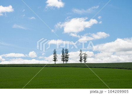 緑の畑と青空　美瑛町 104209905
