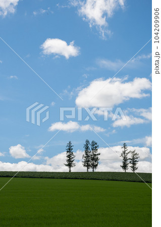 緑の畑と青空　美瑛町 104209906