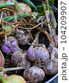 収穫したての新鮮なニンニク 104209907