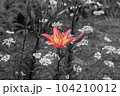 花壇に咲くオレンジ色の百合の花 104210012