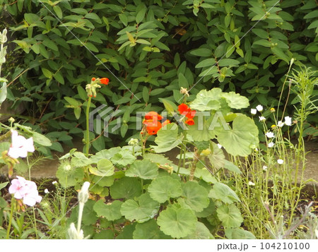 テンジクアオイとも言うゼラニュームの桃色の花 104210100