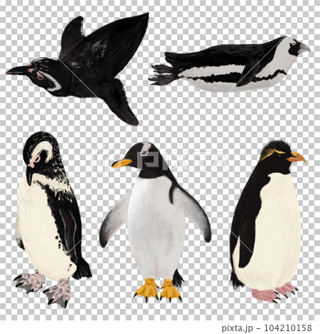 Penguin set 104210158