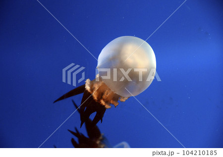 クラゲ 104210185