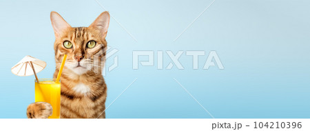 Charming Bengal cat with orange juice in its paws on a blue background. Charming Bengal cat with orange juice in its paws on a blue background. 104210396