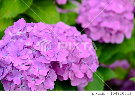 紫陽花 104210512