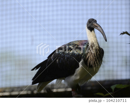 ムギワラトキ 104210711