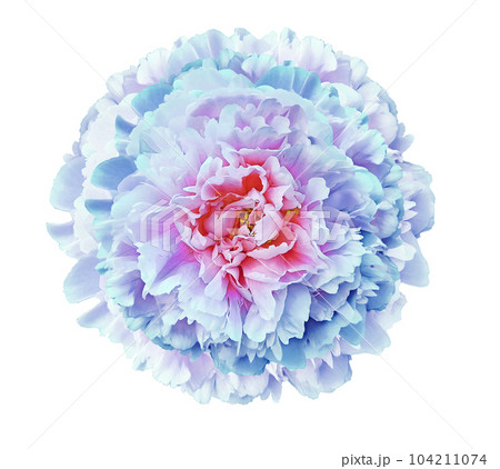 Blue-pink peony  flower  on white isolated background with clipping path. Closeup. For design. Nature. 104211074