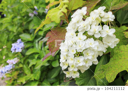 赤塚アジサイガーデン 満開のあじさい 赤塚アジサイガーデン 満開のあじさい 104211112
