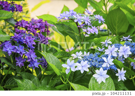 赤塚アジサイガーデン 満開のあじさい 赤塚アジサイガーデン 満開のあじさい 104211131