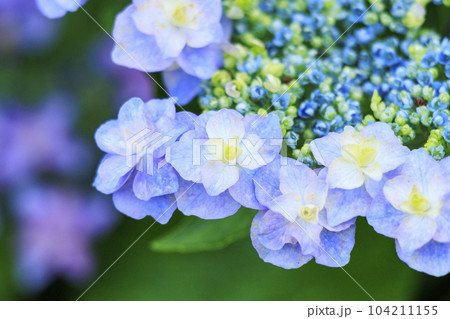 赤塚アジサイガーデン 満開のあじさい 赤塚アジサイガーデン 満開のあじさい 104211155
