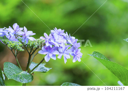 赤塚アジサイガーデン　満開のあじさい 104211167