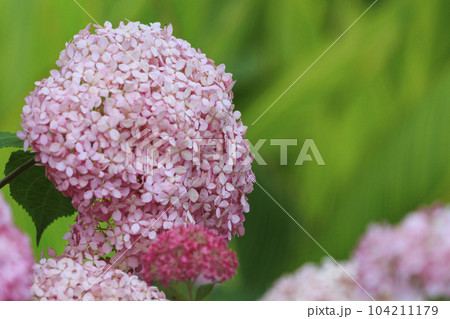 赤塚アジサイガーデン　満開のあじさい 104211179