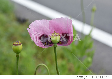 自生アツミゲシの花（セティゲルム種） 104211237