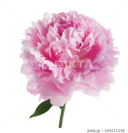 Pink peony flower isolated on white background 104211256