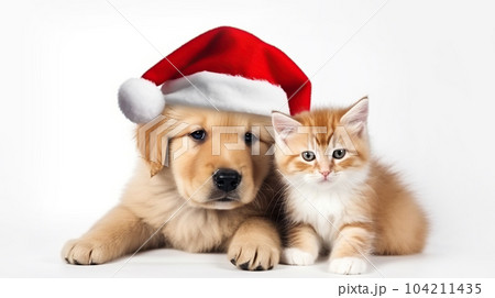 Cute fluffy ginger kitten and puppy in santa claus hat, close-up light background copy space. New Year, holiday concept 104211435