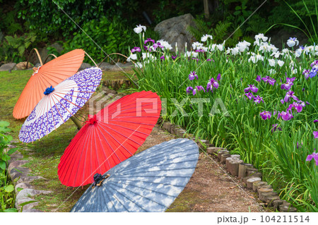 徳川園、満開の花菖蒲と和傘〈愛知県名古屋市〉 徳川園、満開の花菖蒲と和傘〈愛知県名古屋市〉 104211514