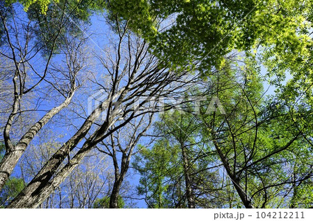 山梨県北杜市清里にて撮影。森の中のキャンプ場 104212211