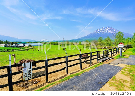 ニセコ 第2有島ダチョウ牧場 104212458