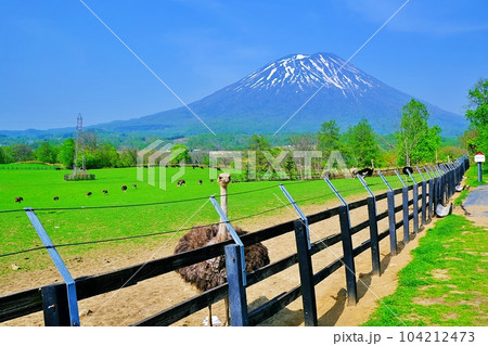 ニセコ 第2有島ダチョウ牧場 104212473