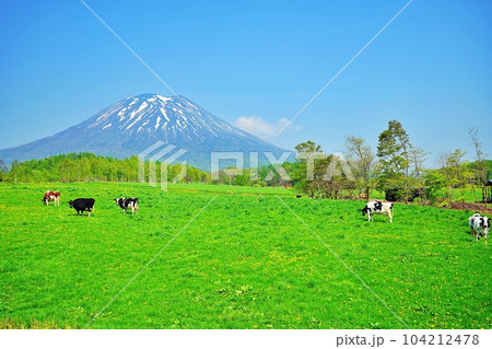 羊蹄山(蝦夷富士)を望む北海道ニセコ町の牧場の風景 羊蹄山(蝦夷富士)を望む北海道ニセコ町の牧場の風景 104212478