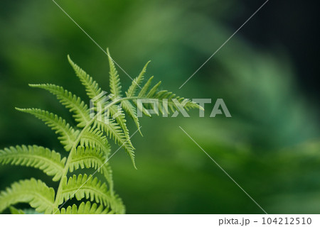 green fern leaves petals background. Vibrant green foliage. Tropical leaf. Exotic forest plant. Botany concept. Ferns jungles close up. jungle atmosphere and calm zen meditation green fern leaves petals background. Vibrant green foliage. Tropical leaf. Exotic forest plant. Botany concept. Ferns jungles close up. jungle atmosphere and calm zen meditation 104212510