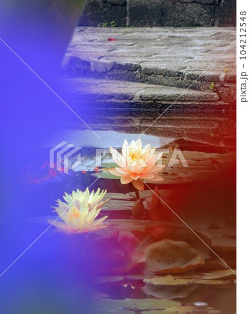 番の洲公園の睡蓮【香川県坂出市】 番の洲公園の睡蓮【香川県坂出市】 104212548