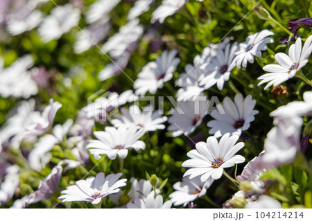 A chamomile field closeup A chamomile field closeup 104214214