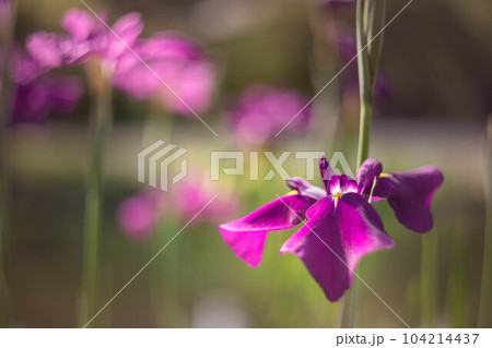 梅宮大社、池の畔に咲くカキツバタ 104214437