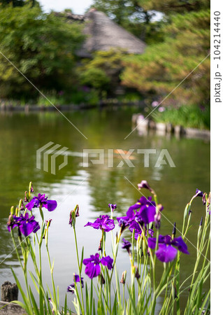 梅宮大社、池の畔に咲くカキツバタ 104214440