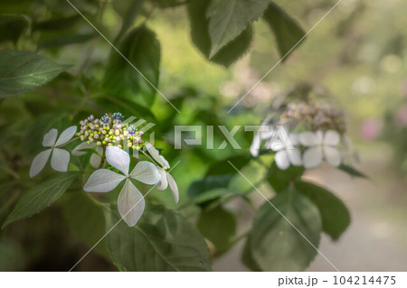 梅宮大社、梅雨晴れの神苑に満開のガクアジサイ 104214475