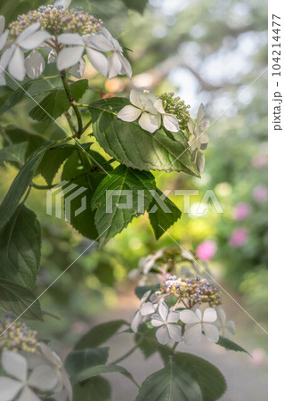 梅宮大社、梅雨晴れの神苑に満開のガクアジサイ 104214477