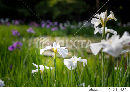 梅宮大社、池の畔に咲く白いカキツバタ 104214482