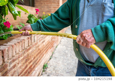 An elderly man hands holds a garden hose, he pours water over green vegetation. Side view, close up. An elderly man hands holds a garden hose, he pours water over green vegetation. Side view, close up. 104215198