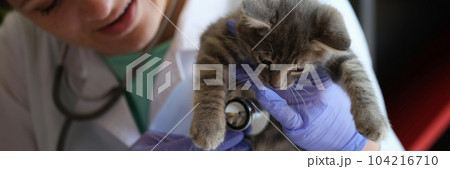 Smiling female veterinarian examining kitten with stethoscope 104216710