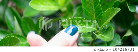 Woman hand with perfect manicure touching green plant leaves with dew drops Woman hand with perfect manicure touching green plant leaves with dew drops 104216731